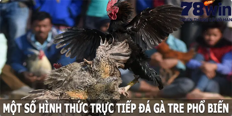 Một số hình thức trực tiếp đá gà tre phổ biến hiện nay