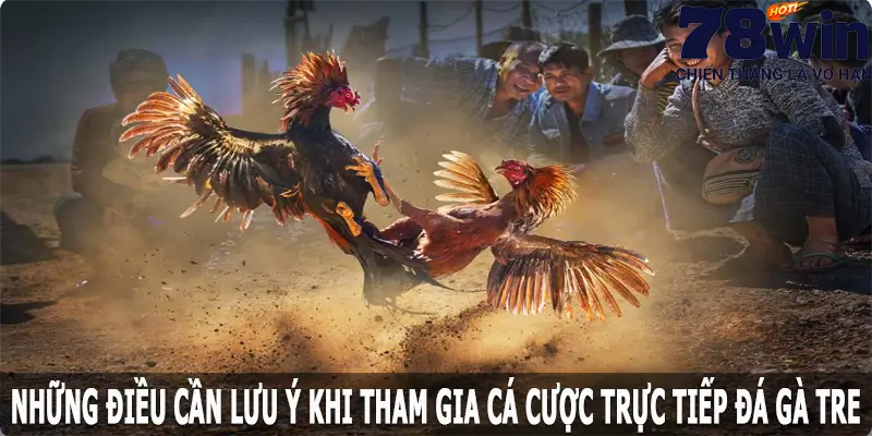 Những điều cần lưu ý khi tham gia cá cược trực tiếp đá gà tre