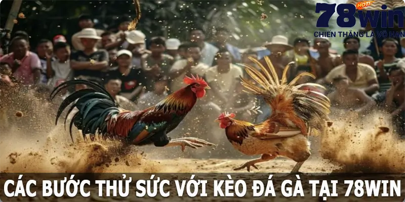 Các bước thử sức với kèo đá gà tại 78win