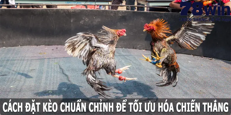 Cách đặt kèo chuẩn chỉnh để tối ưu hóa chiến thắng